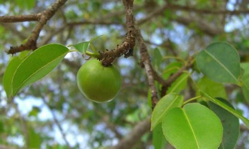 Loài cây nguy hiểm nhất thế giới