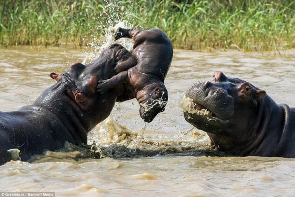 Hà mã chém giết nhau từ dưới nước lên trên bờ