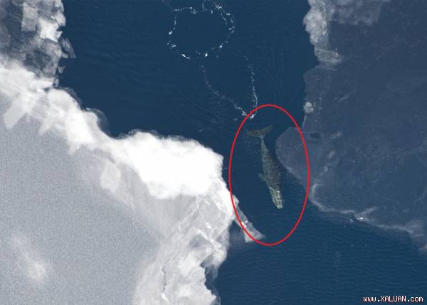 Lực lượng vũ trang Canada tìm kiếm âm thanh bí ẩn dưới đáy Bắc Cực