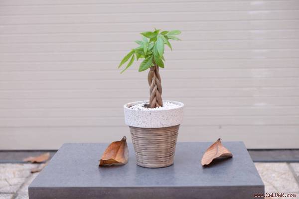 Trồng cây cảnh hợp mệnh phong thủy để tiền tài dồi dào, may mắn bủa vây
