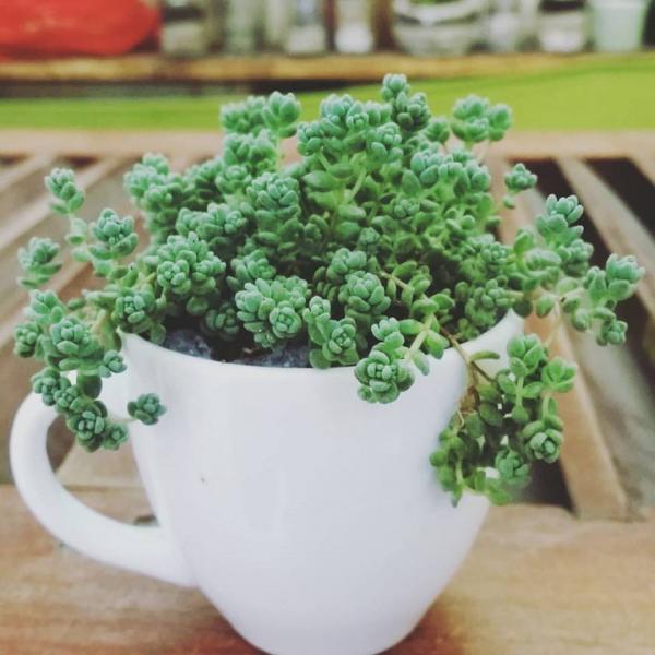 Chá»n cây cảnh hợp mệnh phong thá»§y để tà i lá»™c bá»§a vây - ảnh 2 Trồng cây cảnh hợp mệnh phong thủy để tiền tài dồi dào, may mắn bủa vây