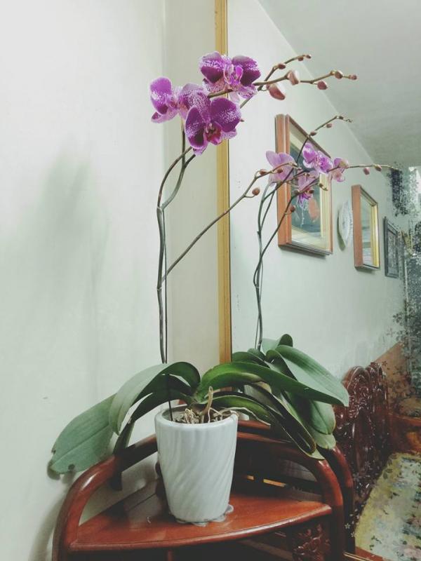 Chá»n cây cảnh hợp mệnh phong thá»§y để tà i lá»™c bá»§a vây - ảnh 3 Trồng cây cảnh hợp mệnh phong thủy để tiền tài dồi dào, may mắn bủa vây