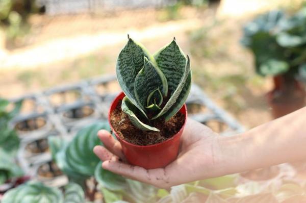 Chá»n cây cảnh hợp mệnh phong thá»§y để tà i lá»™c bá»§a vây - ảnh 4 Trồng cây cảnh hợp mệnh phong thủy để tiền tài dồi dào, may mắn bủa vây