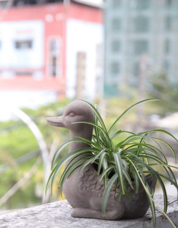 Chá»n cây cảnh hợp mệnh phong thá»§y để tà i lá»™c bá»§a vây - ảnh 5 Trồng cây cảnh hợp mệnh phong thủy để tiền tài dồi dào, may mắn bủa vây